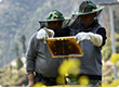 Our beekeepers begin to collect honey